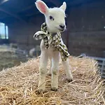 Ewe Stay