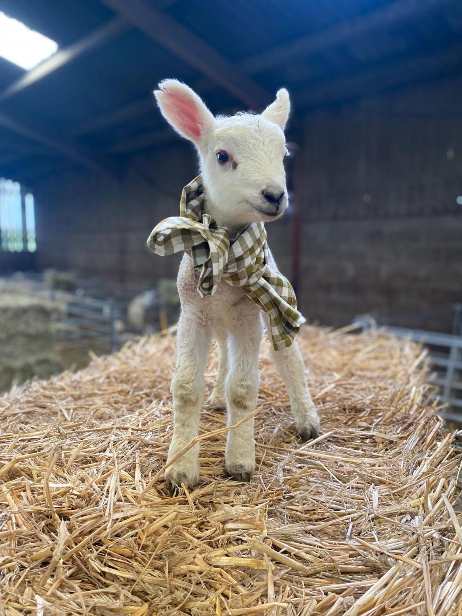 Apartment Ewe *