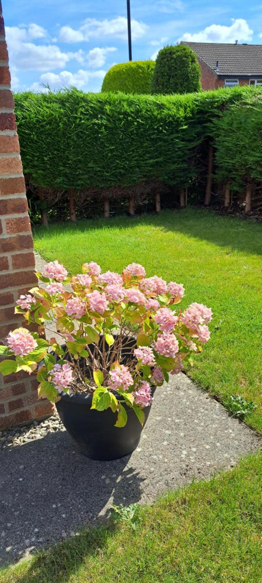 Homestay Cosy Single Harrogate