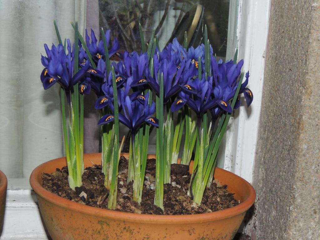Guest house Spring Harrogate